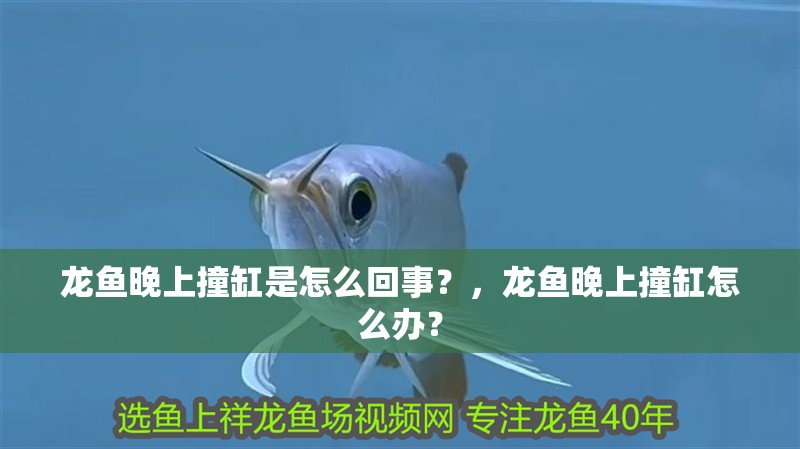 龍魚晚上撞缸是怎么回事？，龍魚晚上撞缸怎么辦？