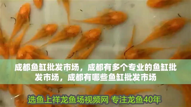 成都魚缸批發市場，成都有多個專業的魚缸批發市場，成都有哪些魚缸批發市場