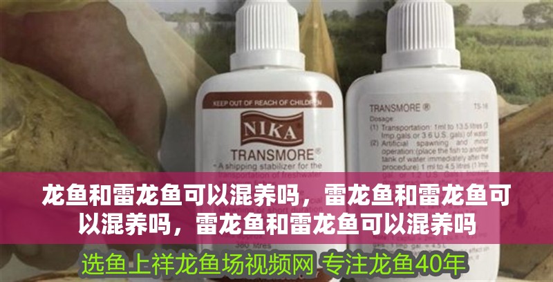 龍魚(yú)和雷龍魚(yú)可以混養(yǎng)嗎,雷龍魚(yú)和雷龍魚(yú)可以混養(yǎng)嗎,雷龍魚(yú)和雷龍魚(yú)可以混養(yǎng)嗎 觀賞魚(yú)百科 第2張 龍魚(yú)和雷龍魚(yú)可以混養(yǎng)嗎,雷龍魚(yú)和雷龍魚(yú)可以混養(yǎng)嗎,雷龍魚(yú)和雷龍魚(yú)可以混養(yǎng)嗎 龍魚(yú)和雷龍魚(yú)可以混養(yǎng)嗎,雷龍魚(yú)和雷龍魚(yú)可以混養(yǎng)嗎,雷龍魚(yú)和雷龍魚(yú)可以混養(yǎng)嗎 觀賞魚(yú)百科 第2張