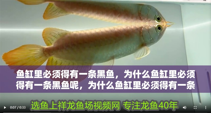 魚(yú)缸里必須得有一條黑魚(yú),為什么魚(yú)缸里必須得有一條黑魚(yú)呢,為什么魚(yú)缸里必須得有一條黑魚(yú) 觀賞魚(yú)百科 第2張 魚(yú)缸里必須得有一條黑魚(yú),為什么魚(yú)缸里必須得有一條黑魚(yú)呢,為什么魚(yú)缸里必須得有一條黑魚(yú) 魚(yú)缸里必須得有一條黑魚(yú),為什么魚(yú)缸里必須得有一條黑魚(yú)呢,為什么魚(yú)缸里必須得有一條黑魚(yú) 觀賞魚(yú)百科 第2張