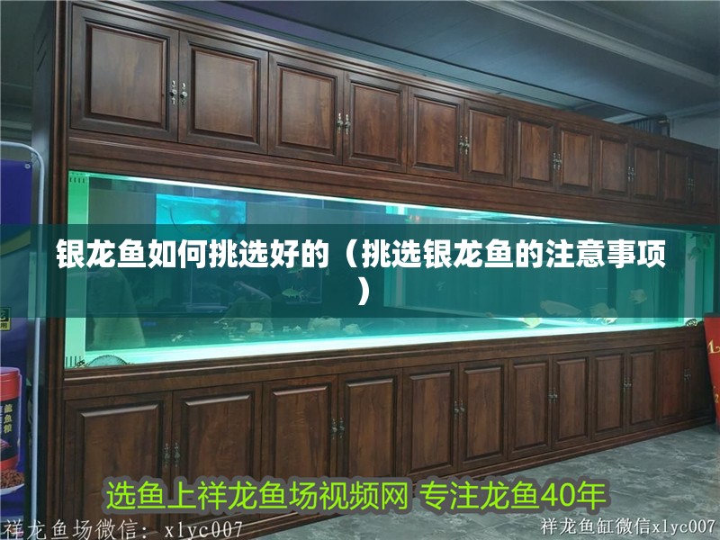 銀龍魚如何挑選好的（挑選銀龍魚的注意事項）