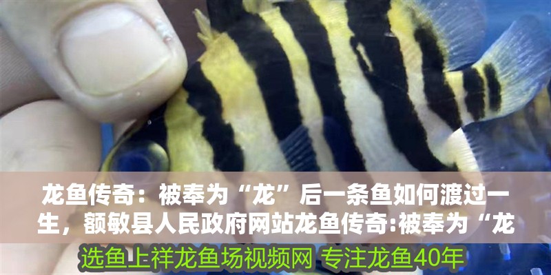 龍魚傳奇：被奉為“龍”后一條魚如何渡過一生，額敏縣人民政府網站龍魚傳奇:被奉為“龍”后一條魚如何度過一生