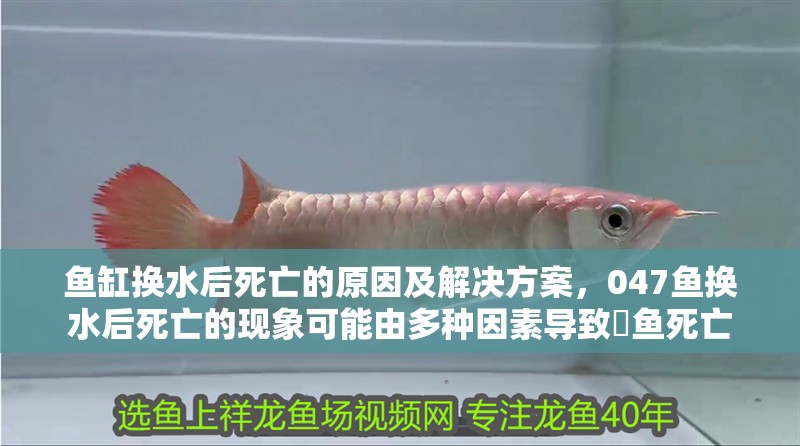 魚(yú)缸換水后死亡的原因及解決方案，047魚(yú)換水后死亡的現(xiàn)象可能由多種因素導(dǎo)致魟魚(yú)死亡