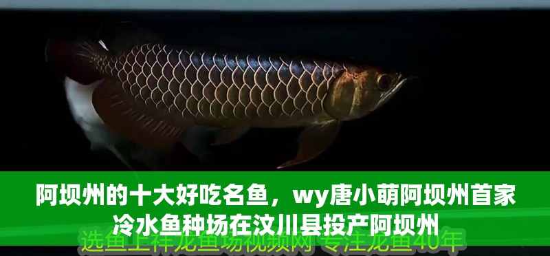 阿壩州的十大好吃名魚，wy唐小萌阿壩州首家冷水魚種場在汶川縣投產阿壩州