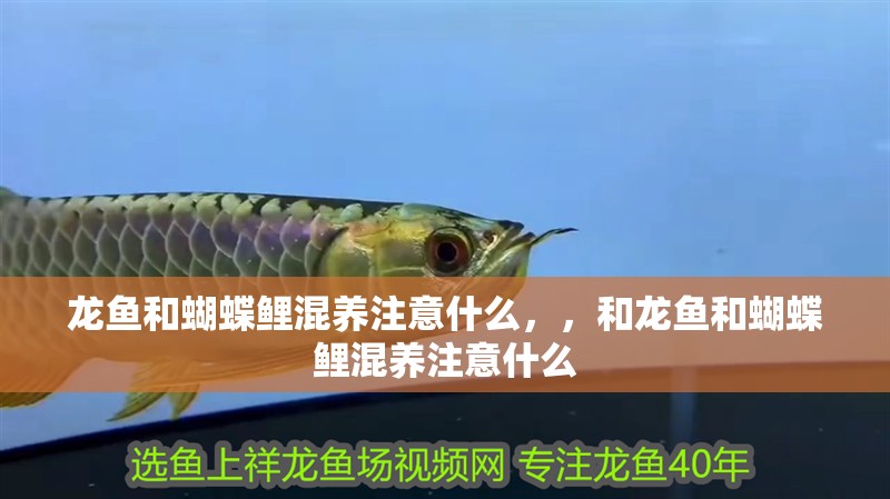 龍魚和蝴蝶鯉混養注意什么，，和龍魚和蝴蝶鯉混養注意什么