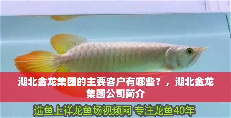 湖北金龍集團的主要客戶有哪些？，湖北金龍集團公司簡介