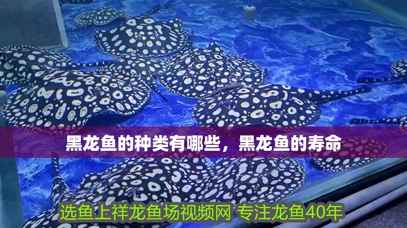 黑龍魚的種類有哪些，黑龍魚的壽命