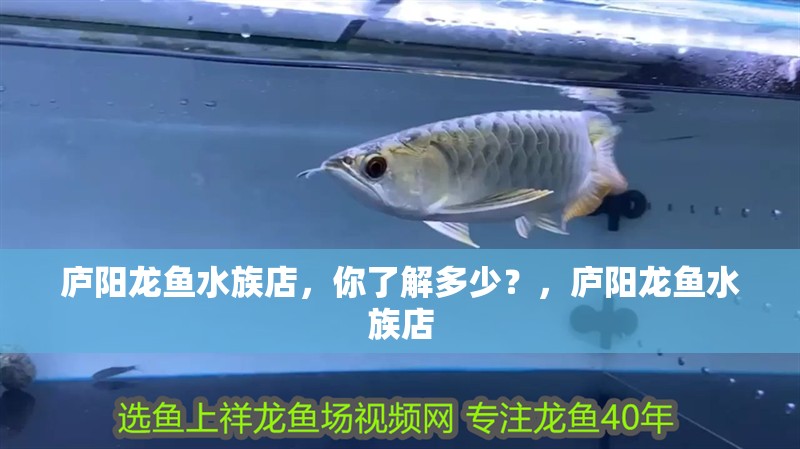 廬陽龍魚水族店，你了解多少？，廬陽龍魚水族店