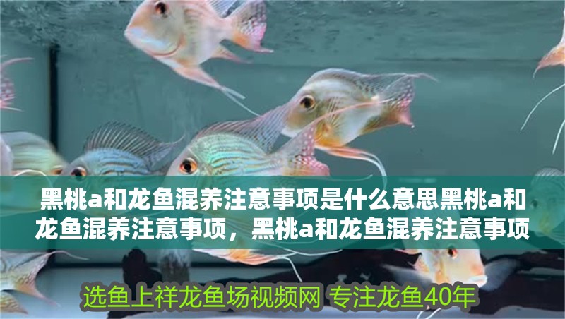 黑桃a和龍魚混養注意事項是什么意思黑桃a和龍魚混養注意事項，黑桃a和龍魚混養注意事項