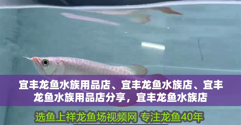 宜豐龍魚水族用品店、宜豐龍魚水族店、宜豐龍魚水族用品店分享，宜豐龍魚水族店