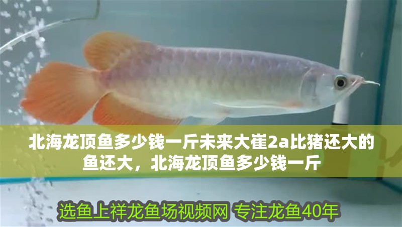 北海龍頂魚多少錢一斤未來大崔2a比豬還大的魚還大，北海龍頂魚多少錢一斤
