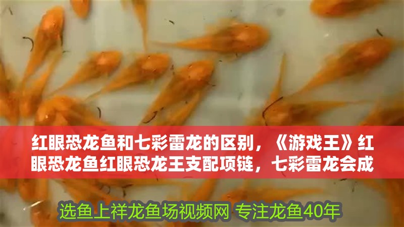 紅眼恐龍魚和七彩雷龍的區(qū)別，《游戲王》紅眼恐龍魚紅眼恐龍王支配項(xiàng)鏈，七彩雷龍會(huì)成為試料魚