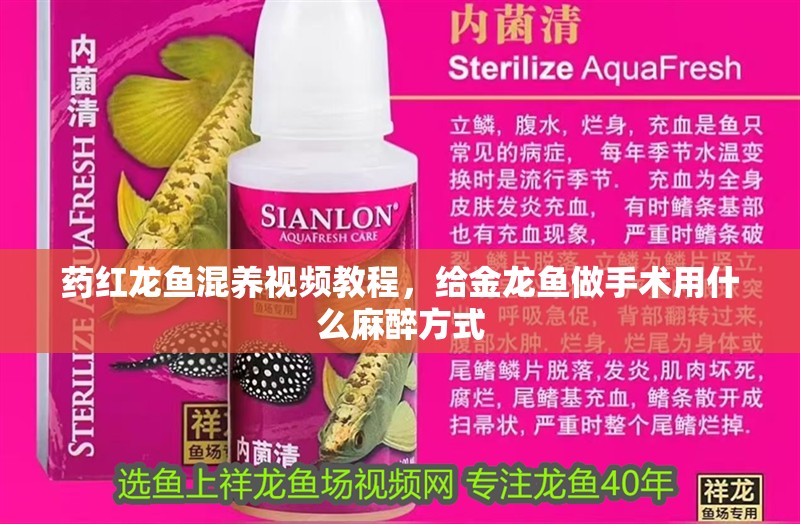 藥紅龍魚混養視頻教程，給金龍魚做手術用什么麻醉方式