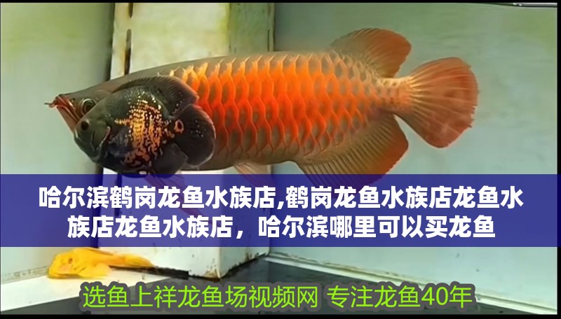 哈爾濱鶴崗龍魚水族店,鶴崗龍魚水族店龍魚水族店龍魚水族店，哈爾濱哪里可以買龍魚