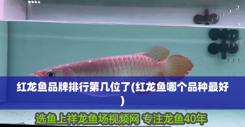 紅龍魚品牌排行第幾位了(紅龍魚哪個(gè)品種最好)