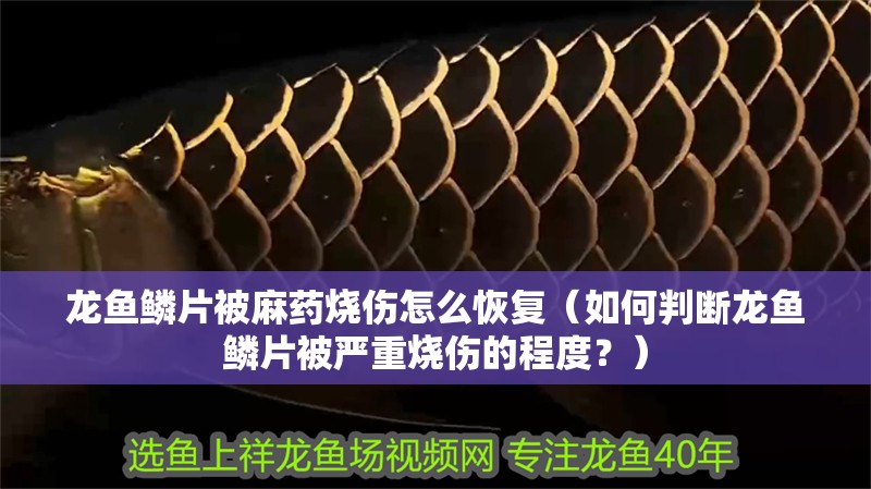 龍魚鱗片被麻藥燒傷怎么恢復（如何判斷龍魚鱗片被嚴重燒傷的程度？）