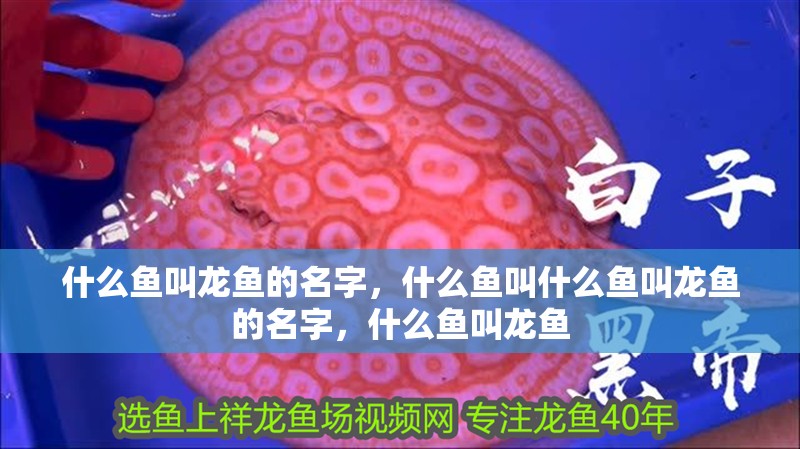 什么魚叫龍魚的名字，什么魚叫什么魚叫龍魚的名字，什么魚叫龍魚 什么魚叫龍魚的名字，什么魚叫什么魚叫龍魚的名字，什么魚叫龍魚 觀賞魚百科