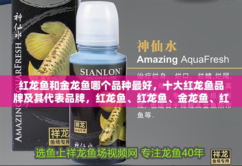 紅龍魚(yú)和金龍魚(yú)哪個(gè)品種最好，十大紅龍魚(yú)品牌及其代表品牌，紅龍魚(yú)、紅龍魚(yú)、金龍魚(yú)、紅龍魚(yú)、金頭紅龍魚(yú)、紅龍魚(yú)、紅龍魚(yú) 紅龍魚(yú)和金龍魚(yú)哪個(gè)品種最好，十大紅龍魚(yú)品牌及其代表品牌，紅龍魚(yú)、紅龍魚(yú)、金龍魚(yú)、紅龍魚(yú)、金頭紅龍魚(yú)、紅龍魚(yú)、紅龍魚(yú) 觀賞魚(yú)百科