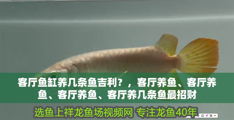 客廳魚缸養(yǎng)幾條魚<strong><mark>吉利</mark></strong>？，客廳養(yǎng)魚、客廳養(yǎng)魚、客廳養(yǎng)魚、客廳養(yǎng)幾條魚最招財