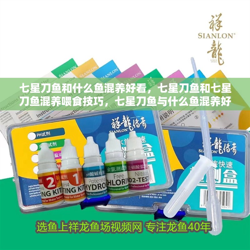 七星刀魚和什么魚混養好看，七星刀魚和七星刀魚混養喂食技巧，七星刀魚與什么魚混養好看 七星刀魚和什么魚混養好看，七星刀魚和七星刀魚混養喂食技巧，七星刀魚與什么魚混養好看 觀賞魚百科 第2張