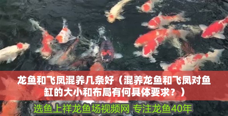 龍魚和飛鳳混養幾條好（混養龍魚和飛鳳對魚缸的大小和布局有何具體要求？）