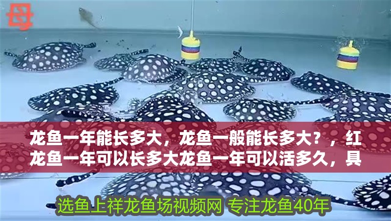 龍魚一年能長多大，龍魚一般能長多大？，紅龍魚一年可以長多大龍魚一年可以活多久，具體飼養方式