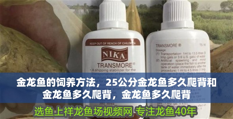 金龍魚的飼養(yǎng)方法，25公分金龍魚多久爬背和金龍魚多久爬背，金龍魚多久爬背 金龍魚的飼養(yǎng)方法，25公分金龍魚多久爬背和金龍魚多久爬背，金龍魚多久爬背 觀賞魚百科 第3張