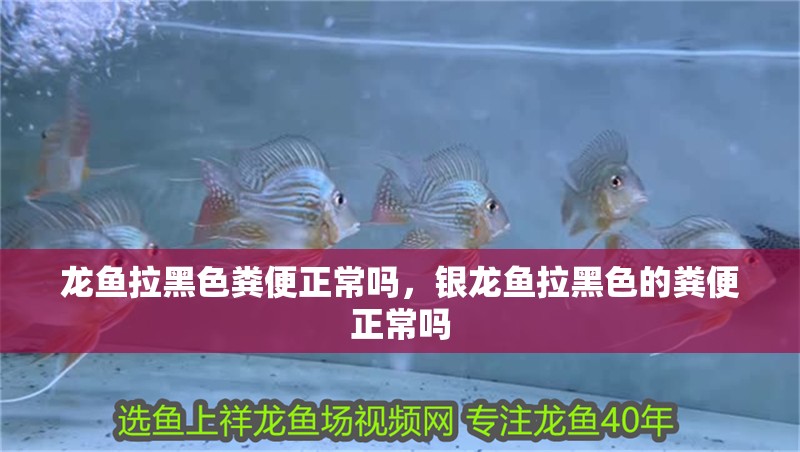 龍魚拉黑色糞便正常嗎，銀龍魚拉黑色的糞便正常嗎