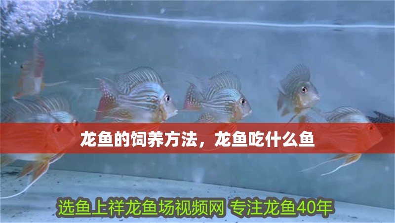 龍魚的飼養方法，龍魚吃什么魚