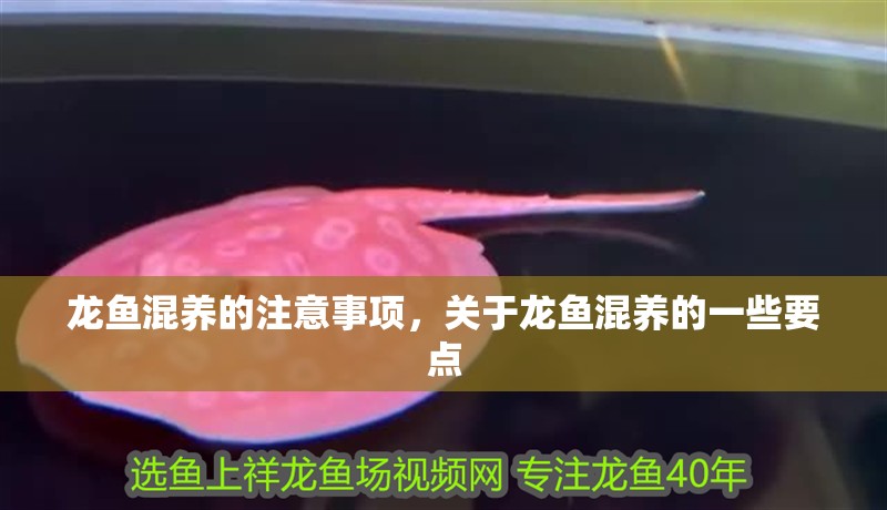 龍魚混養的注意事項，關于龍魚混養的一些要點 龍魚混養的注意事項，關于龍魚混養的一些要點 觀賞魚百科 第2張