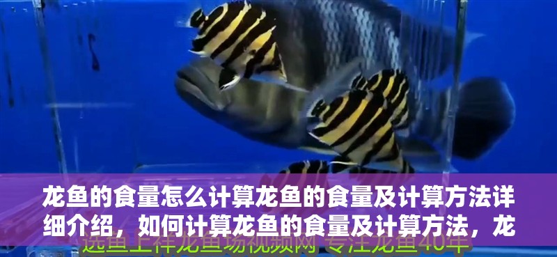 龍魚(yú)的食量怎么計(jì)算龍魚(yú)的食量及計(jì)算方法詳細(xì)介紹，如何計(jì)算龍魚(yú)的食量及計(jì)算方法，龍魚(yú)的食量及計(jì)算方法