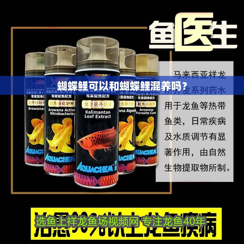 蝴蝶鯉可以和蝴蝶鯉混養嗎？ 蝴蝶鯉可以和蝴蝶鯉混養嗎？ 觀賞魚百科