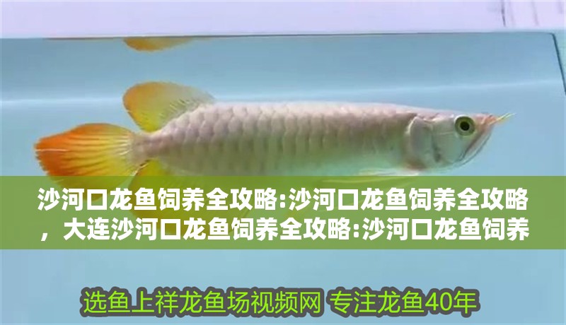 沙河口龍魚飼養全攻略:沙河口龍魚飼養全攻略，大連沙河口龍魚飼養全攻略:沙河口龍魚飼養全攻略 沙河口龍魚飼養全攻略:沙河口龍魚飼養全攻略，大連沙河口龍魚飼養全攻略:沙河口龍魚飼養全攻略 觀賞魚百科 第5張