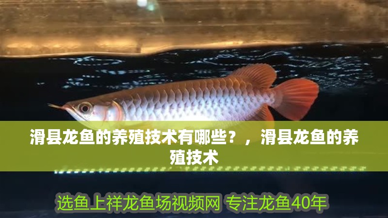 滑縣龍魚的養殖技術有哪些？，滑縣龍魚的養殖技術