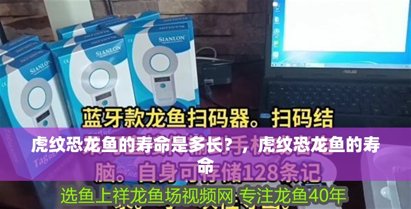 虎紋恐龍魚的壽命是多長？，虎紋恐龍魚的壽命 虎紋恐龍魚的壽命是多長？，虎紋恐龍魚的壽命 觀賞魚百科 第3張