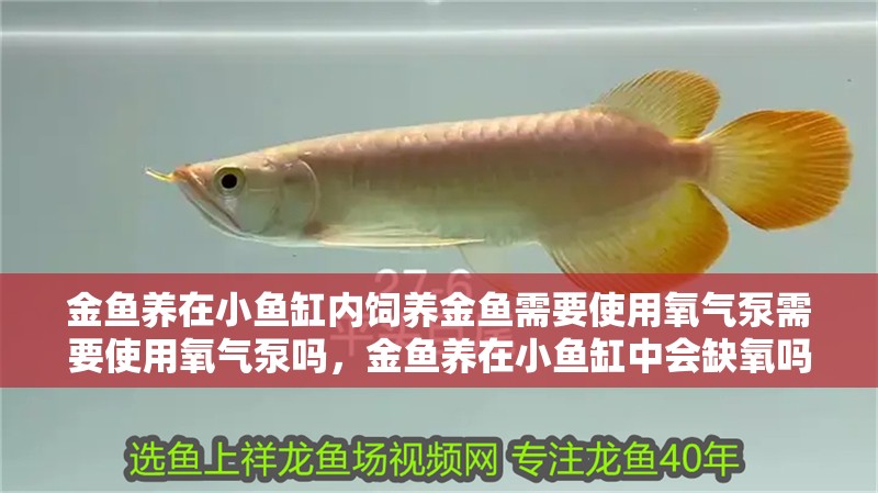 金魚養(yǎng)在小魚缸內(nèi)飼養(yǎng)金魚需要使用氧氣泵需要使用氧氣泵嗎，金魚養(yǎng)在小魚缸中會(huì)缺氧嗎