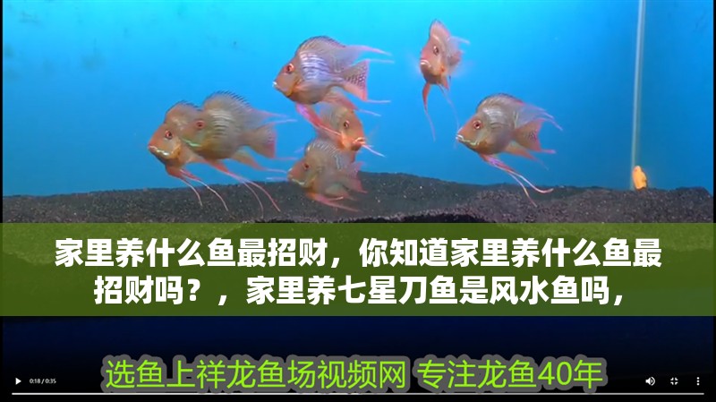 家里養什么魚最招財，你知道家里養什么魚最招財嗎？，家里養七星刀魚是風水魚嗎，