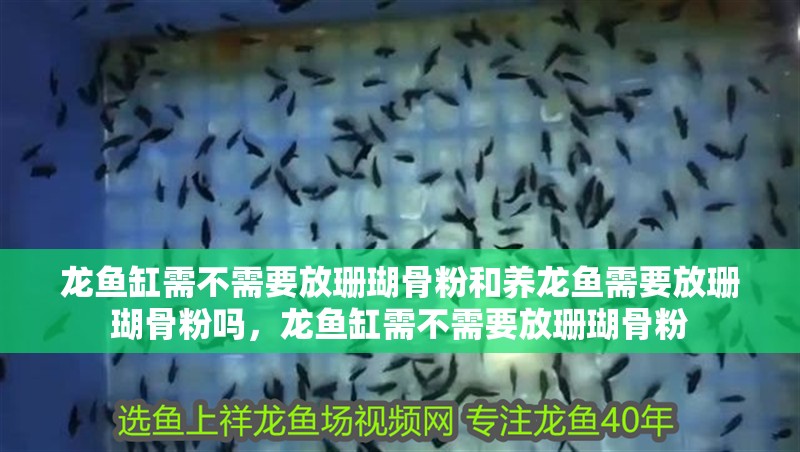 龍魚缸需不需要放珊瑚骨粉和養龍魚需要放珊瑚骨粉嗎，龍魚缸需不需要放珊瑚骨粉