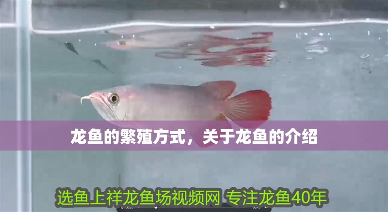 龍魚的繁殖方式，關于龍魚的介紹