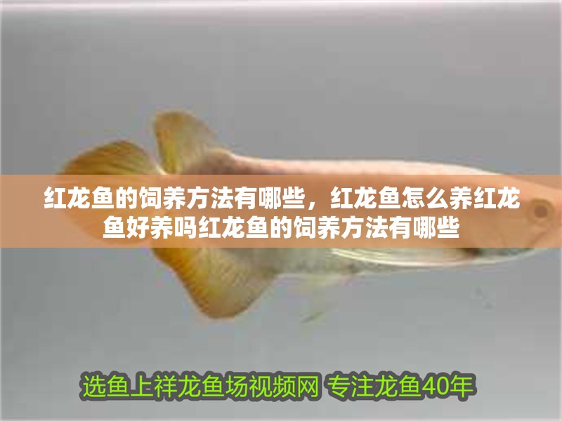 紅龍魚的飼養(yǎng)方法有哪些，紅龍魚怎么養(yǎng)紅龍魚好養(yǎng)嗎紅龍魚的飼養(yǎng)方法有哪些