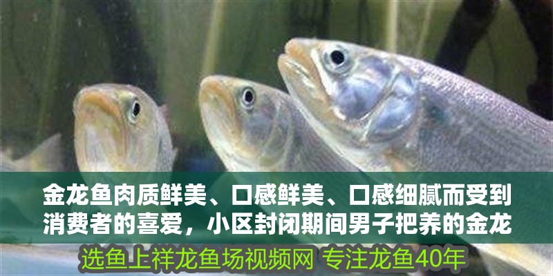 金龍魚肉質鮮美、口感鮮美、口感細膩而受到消費者的喜愛，小區封閉期間男子把養的金龍魚吃了