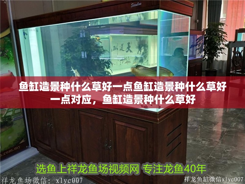 魚缸造景種什么草好一點魚缸造景種什么草好一點對應，魚缸造景種什么草好