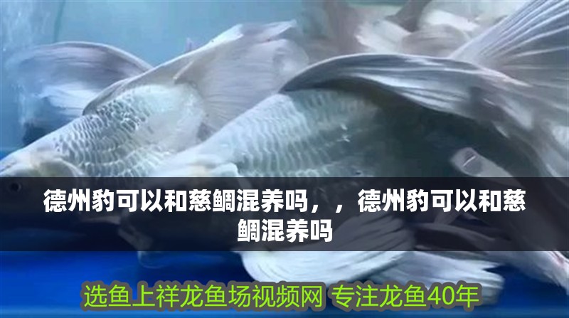 <strong><mark>德州</mark></strong>豹可以和慈鯛混養(yǎng)嗎，，<strong><mark>德州</mark></strong>豹可以和慈鯛混養(yǎng)嗎