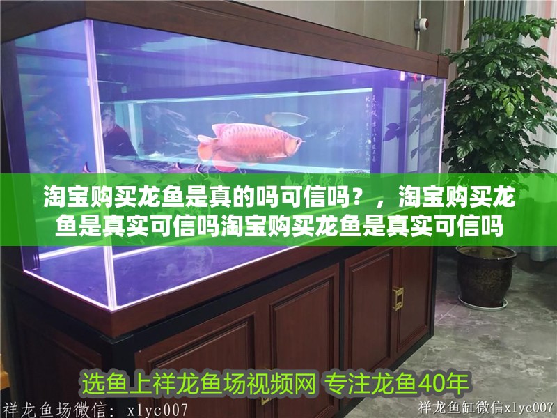 淘寶購買龍魚是真的嗎可信嗎?,淘寶購買龍魚是真實可信嗎淘寶購買龍魚是真實可信嗎 觀賞魚百科 第2張 淘寶購買龍魚是真的嗎可信嗎?,淘寶購買龍魚是真實可信嗎淘寶購買龍魚是真實可信嗎 淘寶購買龍魚是真的嗎可信嗎?,淘寶購買龍魚是真實可信嗎淘寶購買龍魚是真實可信嗎 觀賞魚百科 第2張