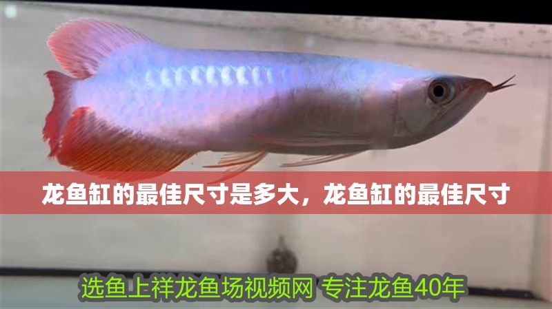 龍魚缸的最佳尺寸是多大，龍魚缸的最佳尺寸