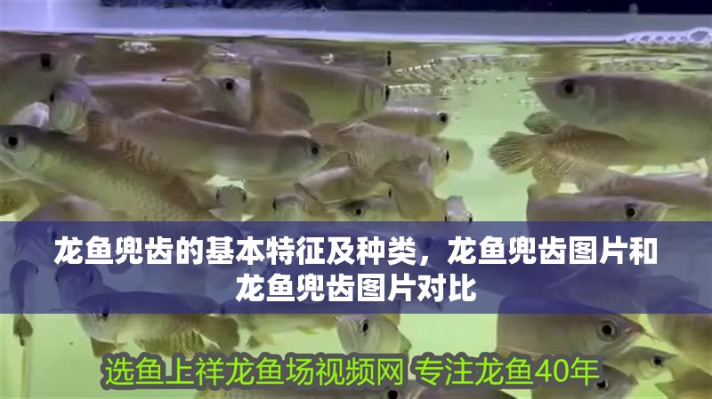龍魚兜齒的基本特征及種類，龍魚兜齒圖片和龍魚兜齒圖片對比