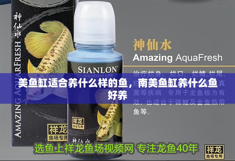 美魚缸適合養什么樣的魚，南美魚缸養什么魚好養