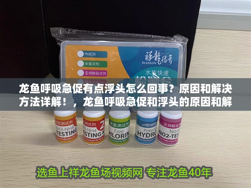 龍魚呼吸急促有點浮頭怎么回事？原因和解決方法詳解！，龍魚呼吸急促和浮頭的原因和解決方法和解決方法詳解 龍魚呼吸急促有點浮頭怎么回事？原因和解決方法詳解！，龍魚呼吸急促和浮頭的原因和解決方法和解決方法詳解 觀賞魚百科 第2張