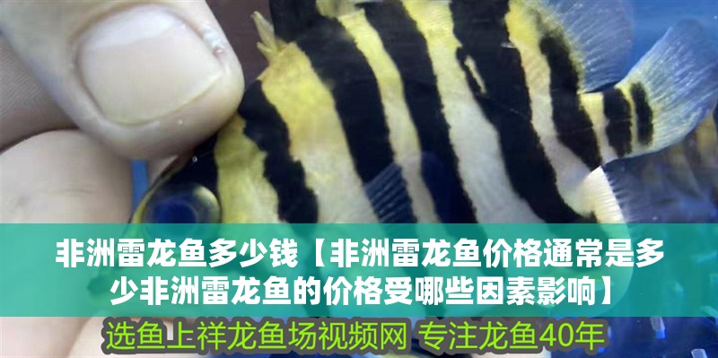 非洲雷龍魚多少錢【非洲雷龍魚價(jià)格通常是多少非洲雷龍魚的價(jià)格受哪些因素影響】