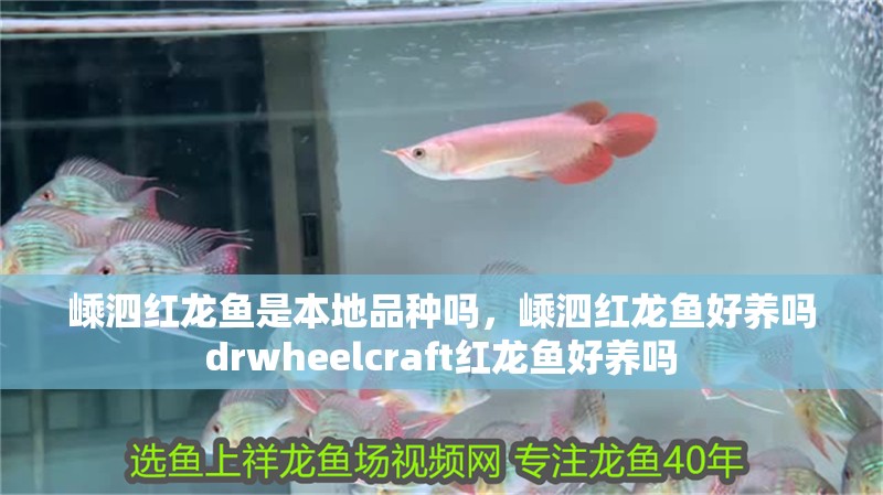 嵊泗紅龍魚是本地品種嗎，嵊泗紅龍魚好養嗎drwheelcraft紅龍魚好養嗎
